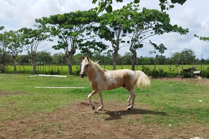 2-Hour Horseback Riding Tour at Sunset from Punta Cana - Who will enjoy this ride most?