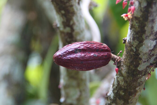 5 Tours of Jungle and Dominican Culture with Lunch - Four zip lines over the Anamuya mountains