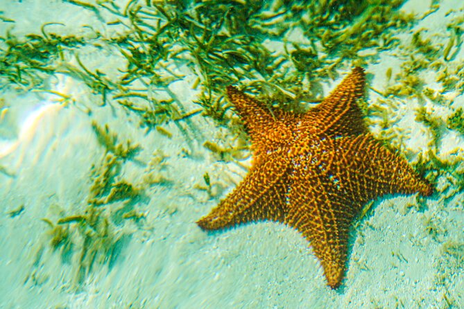 6 Hour Private Saona Island Tour with Snorkeling - What the $690 price really buys