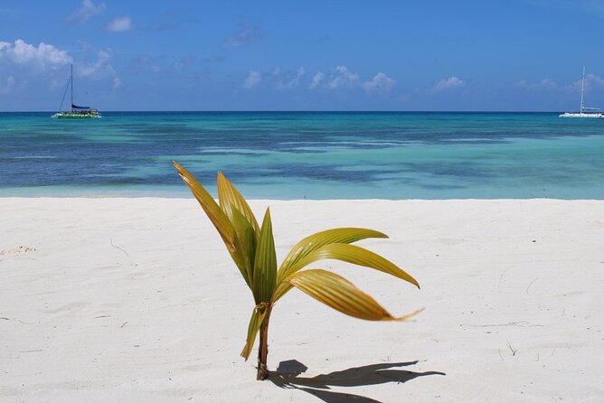 A Magical Day on Saona Island - Who will enjoy this day most?