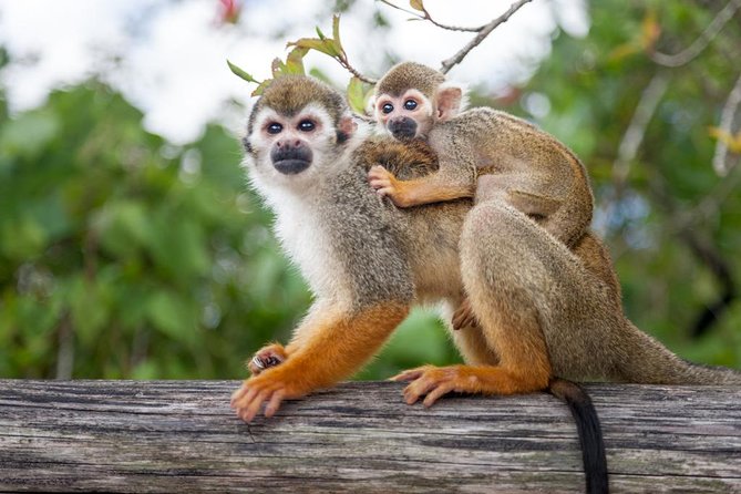 Adventure Bundle: Monkeyland, Ziplines & Buggies Punta Cana - What the $209 price really covers