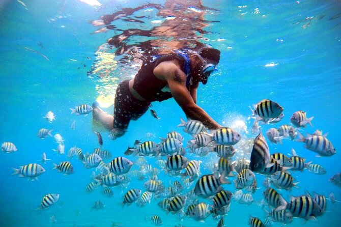 Amazing Paradise Island + Snorkeling-Mangrove Tour & Locale Food. - What the $85 price really covers