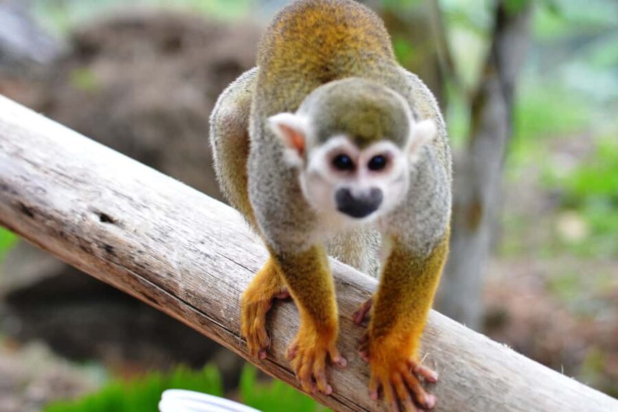 Bayahibe/La Romana: 4x4 Buggy and Monkeyland Tour - Casa del Coco and the taste of the Dominican countryside