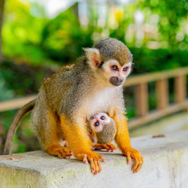 Bayahibe/La Romana: 4x4 Buggy and Monkeyland Tour - Should you book the Honda Pioneer and Monkeyland tour?