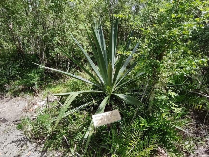 Bayahibe: National Park Jungle Walk & Snorkeling in Cenotes - Going underground with a torch