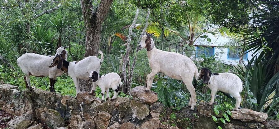 Bayahibe: National Park Jungle Walk & Snorkeling in Cenotes - The guides make the small group count