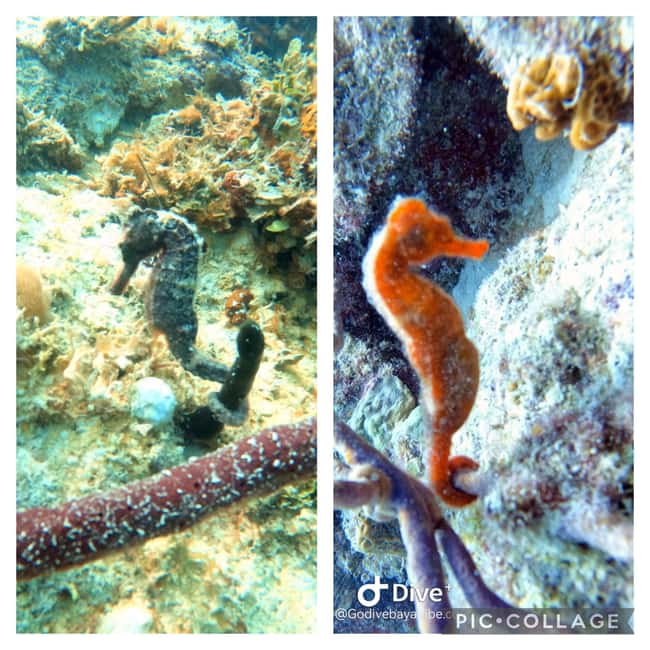 Bayahibe: Scuba Diving Initiation by Go Dive Bayahibe - Why the two-person minimum and four-person maximum matter