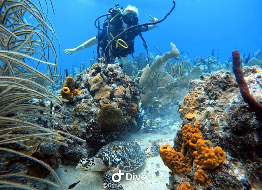 Bayahibe: Scuba Diving Initiation by Go Dive Bayahibe - The 30 to 45 minute underwater session