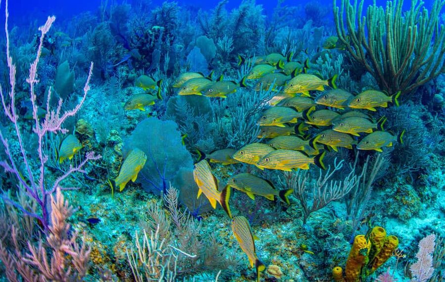 Bayahibe: Snorkeling Tour - Sea, Cotubanama park & Cenotes - Why this Bayahibe day works so well