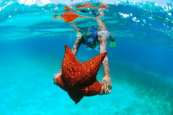 Boat Party in Punta Cana (Party Boat) - Dolphin sightings and the wildlife promise
