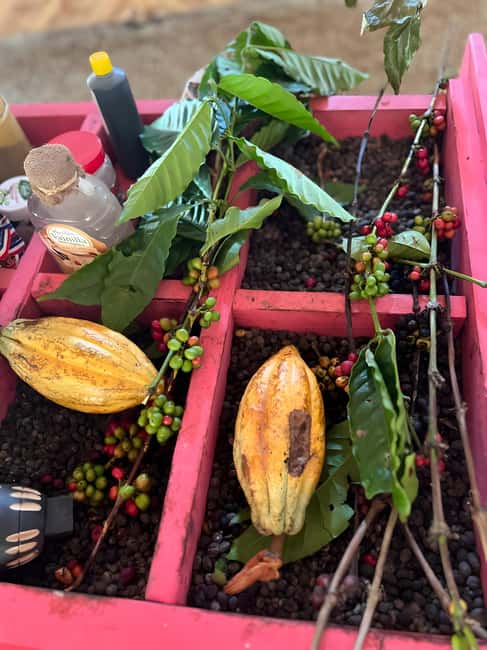 Buggy Tour in Punta Cana: Mamajuana - Coffee - Swimming in Cenote and Macao Beach - Taking the buggy onto muddy country tracks