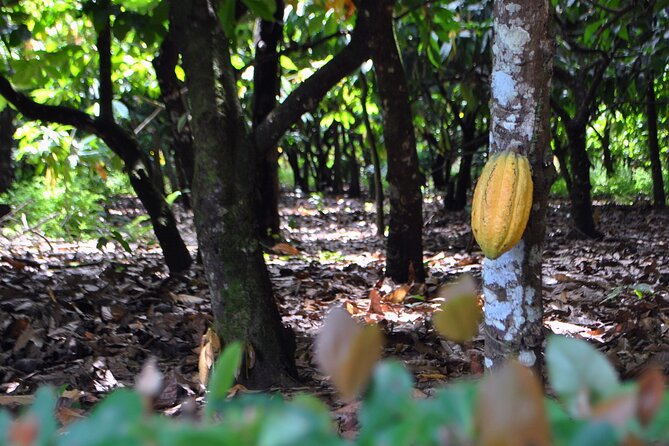 Cacao Plantation and Chocolate Factory Tour- Chocolate Lovers - From cacao seed to chocolate bar