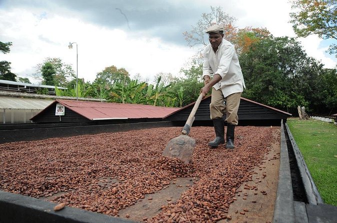 Cacao Plantation and Chocolate Factory Tour- Chocolate Lovers - What to wear and how active the visit feels