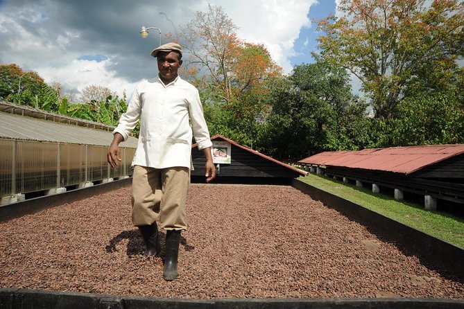 Cacao Plantation and Chocolate Factory Tour- Classic - El Sendero del Cacao: from sowing to drying
