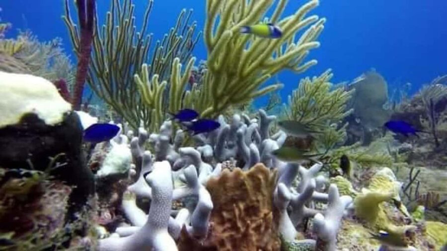 Catalina Island: Day Trip - Best Snorkeling! - From Bávaro to the coast