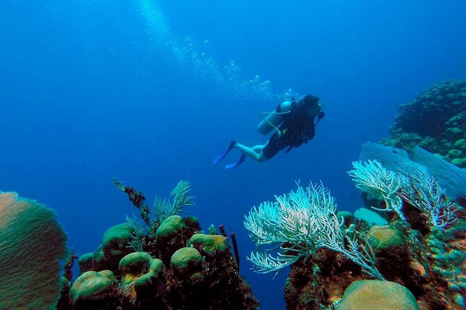 Catalina Island Diving Tour - Why the guides and timing matter
