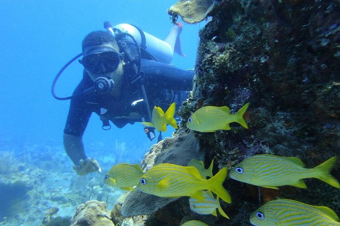Catalina Island Diving Tour - Lunch adds useful value to the $210 price