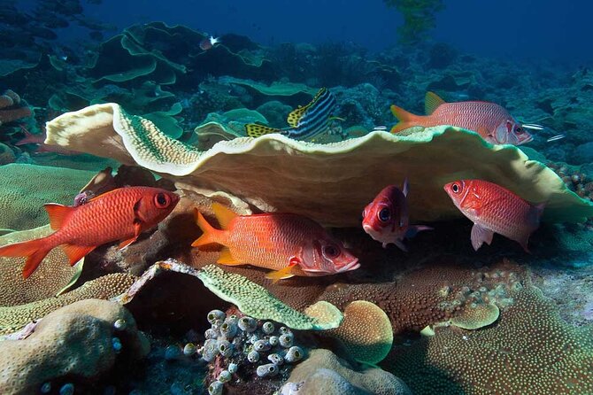 Catalina Island Diving Tour - The one-day schedule and its tradeoffs