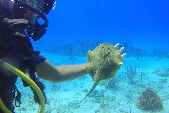 Catalina Island Diving Tour - Who will get the most from this Catalina Island tour