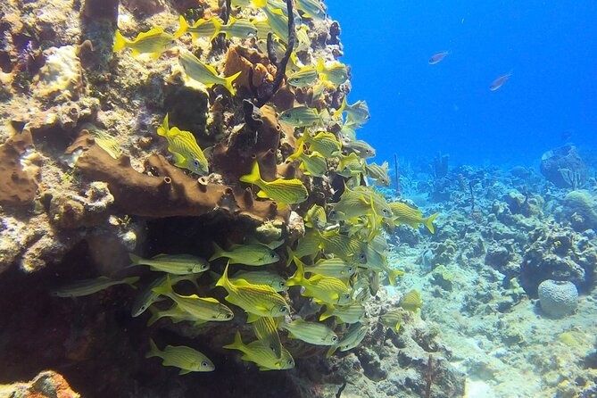 Catalina Island Diving Tour - What to confirm before paying