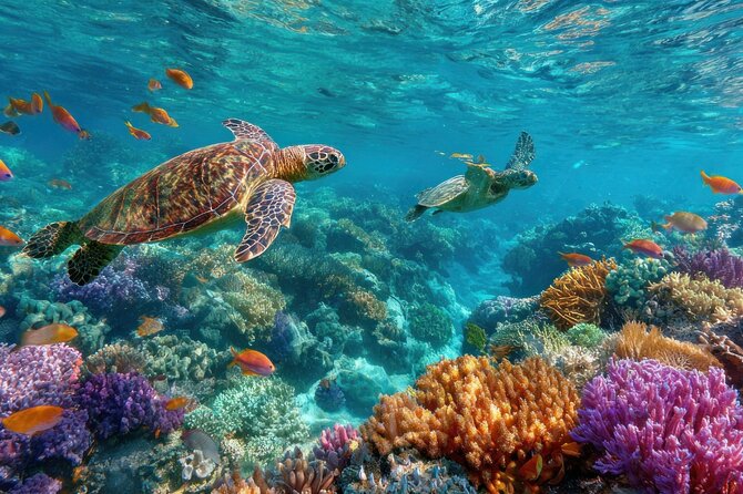 Catalina Island even more unspoilt than Saona Island - Key points to know before booking