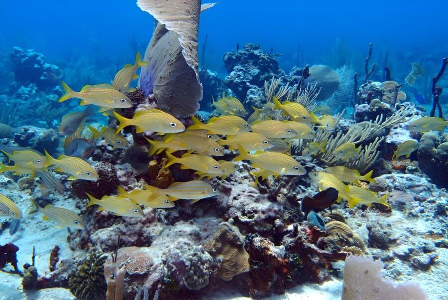 Catalina Island Full-Day Snorkeling + Lunch from Punta Cana - Los Corales offers one hour of snorkeling, with a caveat