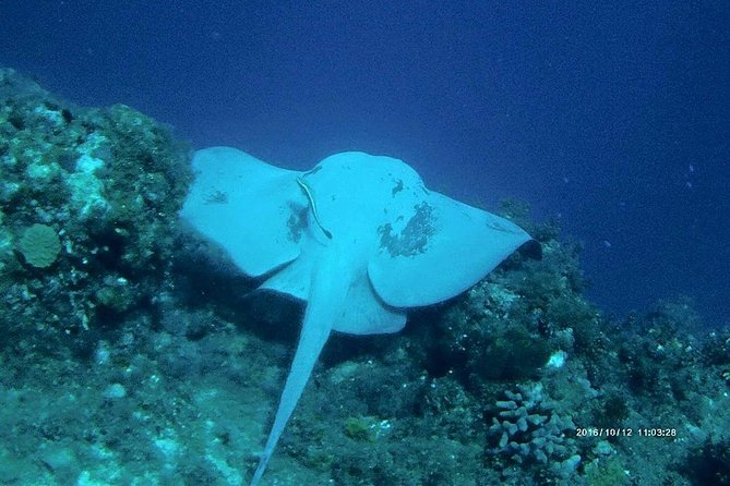 Catalina Island Scuba Diving and Snorkeling Tour from Punta Cana - How the group size changes the day