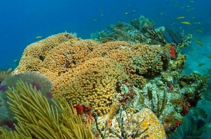 Catalina Island Scuba Diving and Snorkeling Tour from Punta Cana - Is $170 a fair price from Punta Cana?