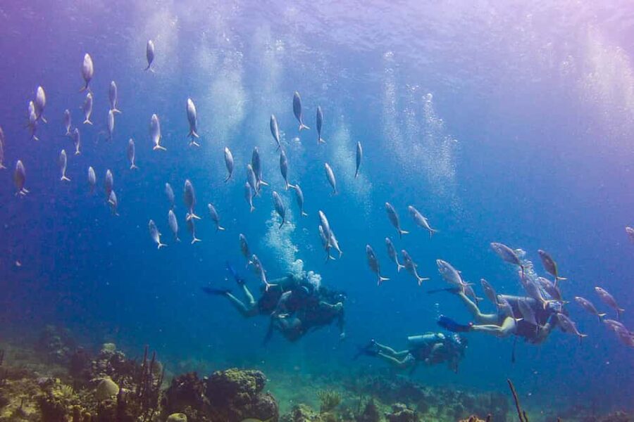 Catalina Island Scuba Diving Tour from Punta Cana - Is $175 a Good Deal?