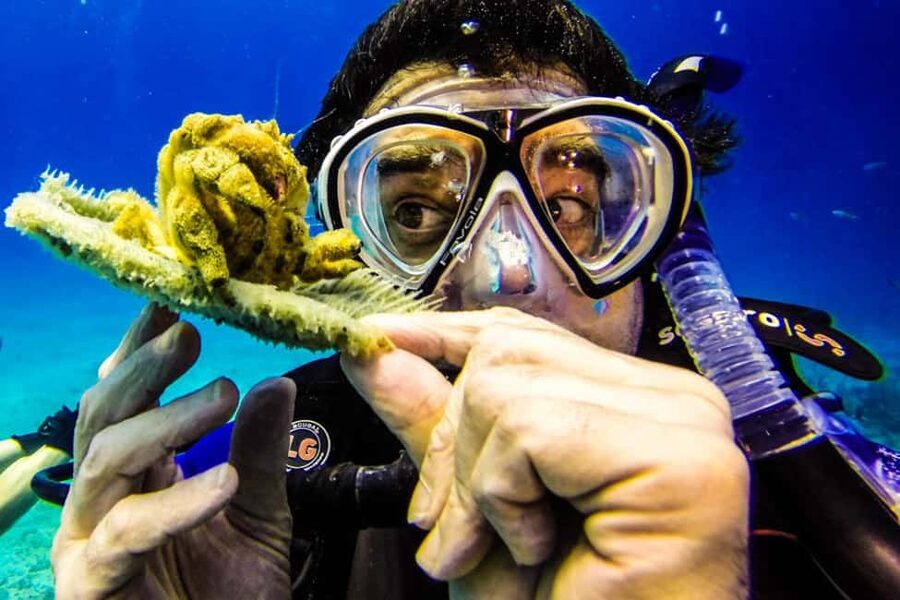 Catalina Island Scuba Diving Tour from Punta Cana - From Punta Cana Hotels to the La Romana Marina