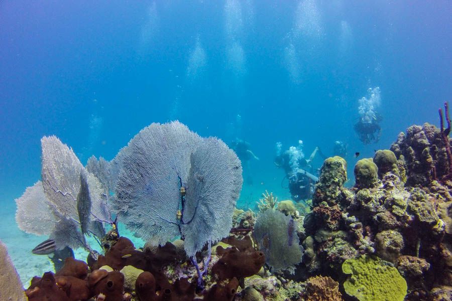 Catalina Island Scuba Diving Tour from Punta Cana - What Beginners Need to Know Before the Water