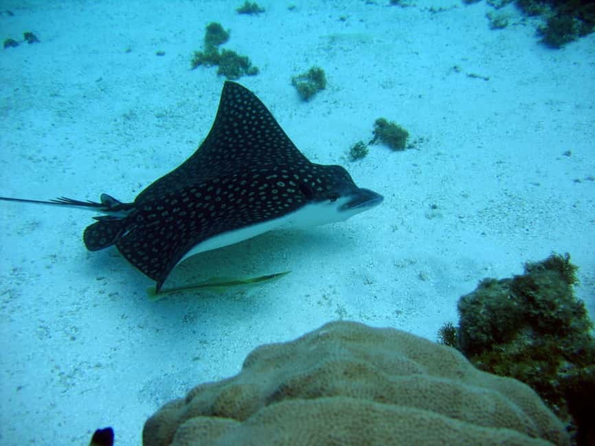 Catalina Island small group snorkeling tour - The Chavón River finish