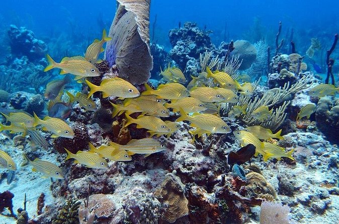 Catalina Island Snorkel Excursion from Punta Cana - Getting from Punta Cana to La Romana