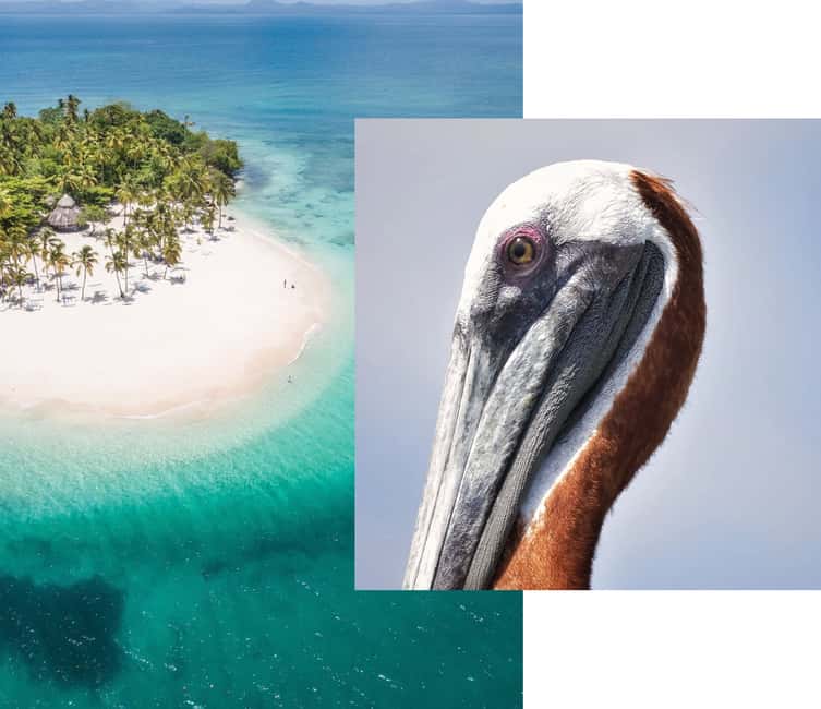 Catalina Island snorkeling Dominican Republic - What the Catalina Island day is really about