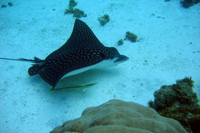 Catalina Island - Snorkeling tour on a luxury catamaran - Who will enjoy this day most