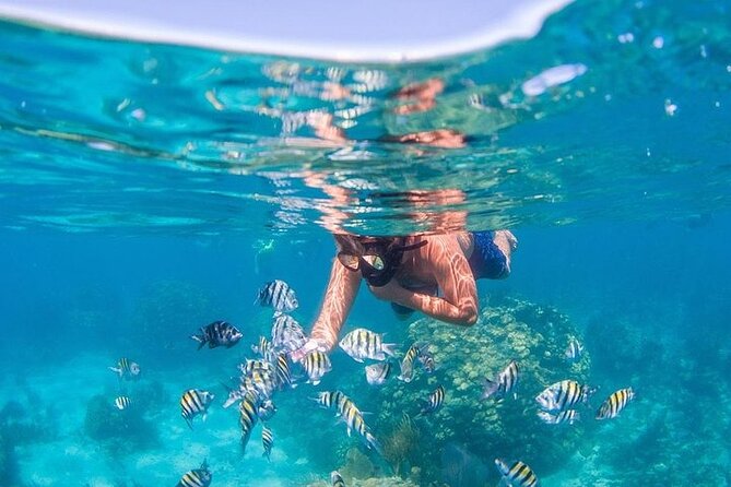 Catalina Island & Snorkling Tour Full Day All Inclusive - What to expect at the Wall