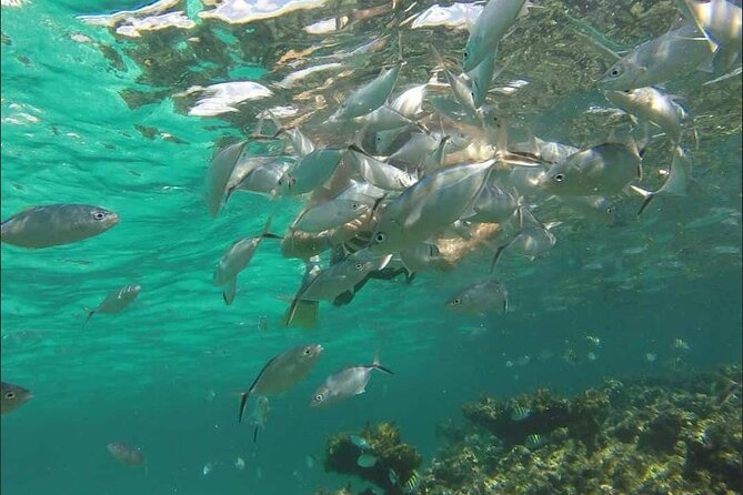 Catamaran and Snorkeling Party with Drink Included in Punta Cana - Is $59 a fair price?