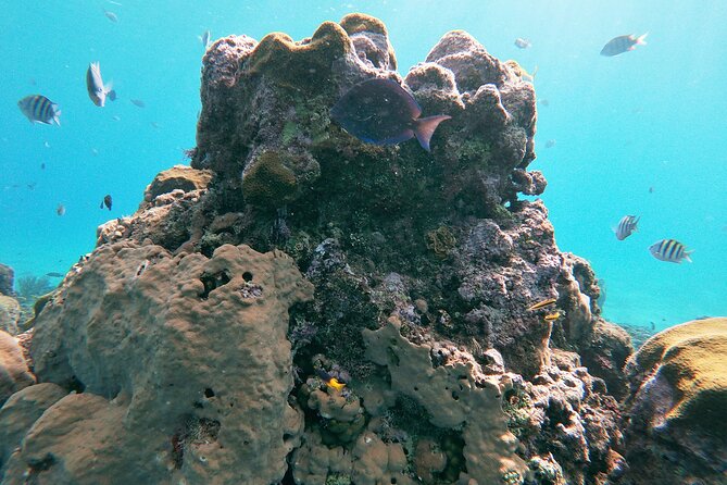 Catamaran Party Cruise with Snorkeling & BBQ - Two reef stops for snorkeling and swimming