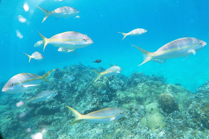 Catamaran Party Cruise with Snorkeling & BBQ - BBQ lunch cooked while you cruise