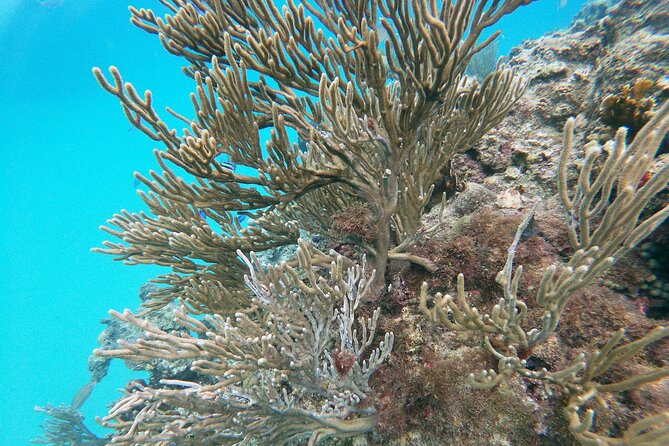 Catamaran Party Cruise with Snorkeling & BBQ - The crew and the social side