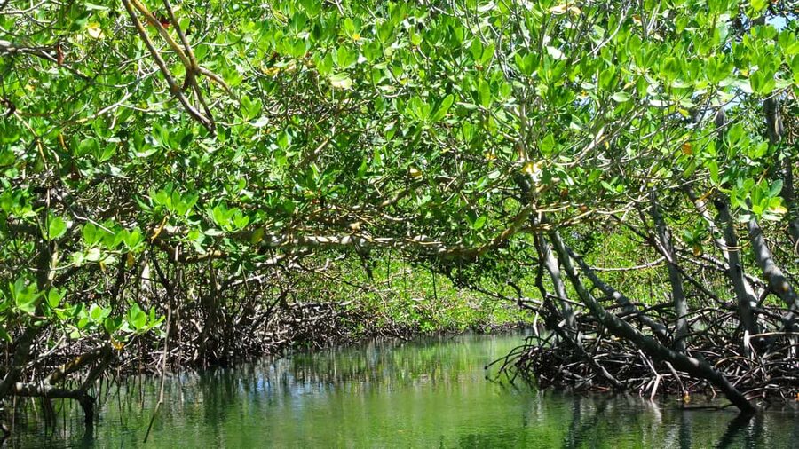 Cayo Arena: Paradise Island and Mangroves Tour - Small details that improve the day