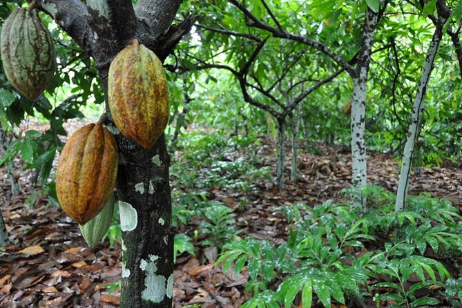 Cocoa & Artisan Chocolate Route with an Historical Tour in Puerto Plata City - Why Hacienda Cufa makes this more than a chocolate tasting