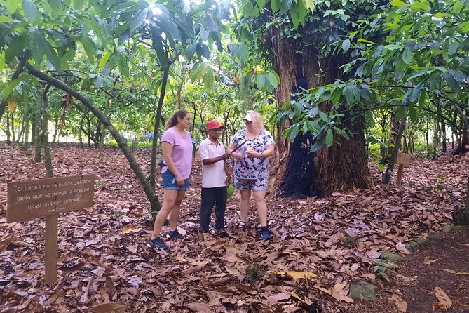 Cocoa & Artisan Chocolate Route with an Historical Tour in Puerto Plata City - A Dominican lunch after the cacao visit