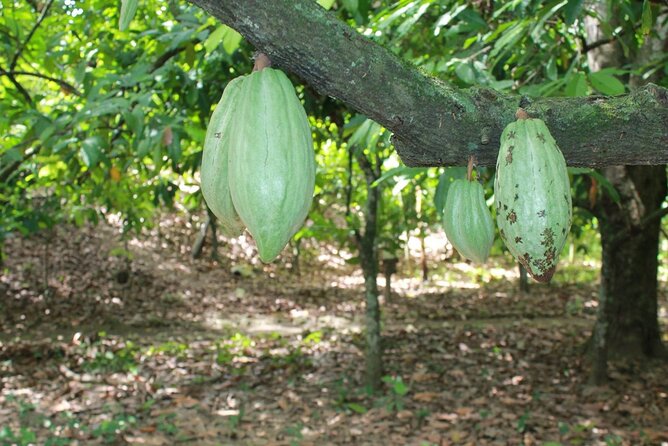 Cocoa & Artisan Chocolate Route with an Historical Tour in Puerto Plata City - Amber, cacao, and Puerto Plata’s historic center
