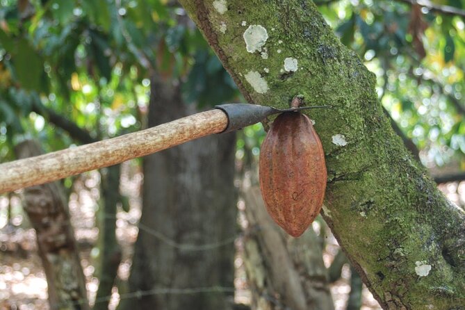 Cocoa & Artisan Chocolate Route with an Historical Tour in Puerto Plata City - How the private format affects the day