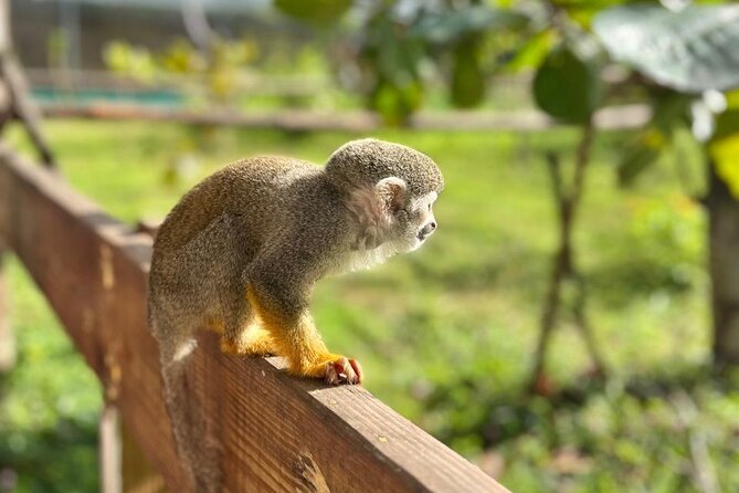 Damajagua Waterfalls and Monkey Private Van Tour - Meeting Squirrel Monkeys at Monkey Home