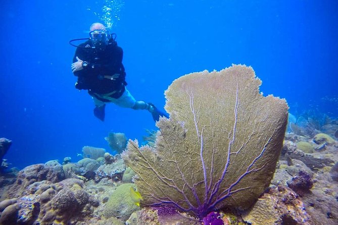 Discover Scuba Diving - What the $115 price covers