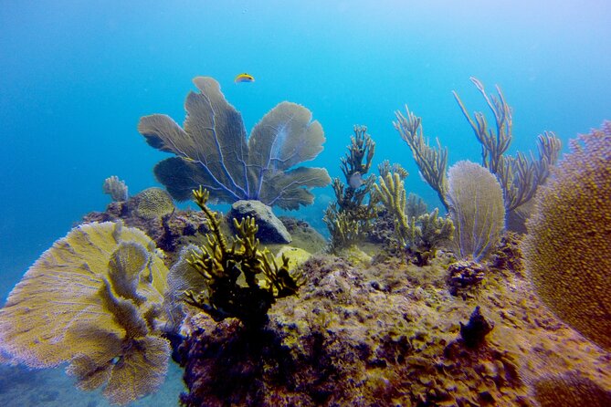 Discover Scuba Diving - DSD - Pool practice with masks, regulators, and weights