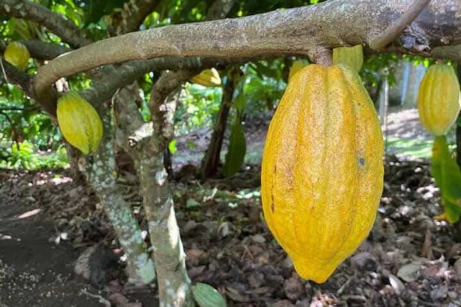 Discovery DE the real Dominican Republic EN small committee. - Anamuya plantation: the heart of the day