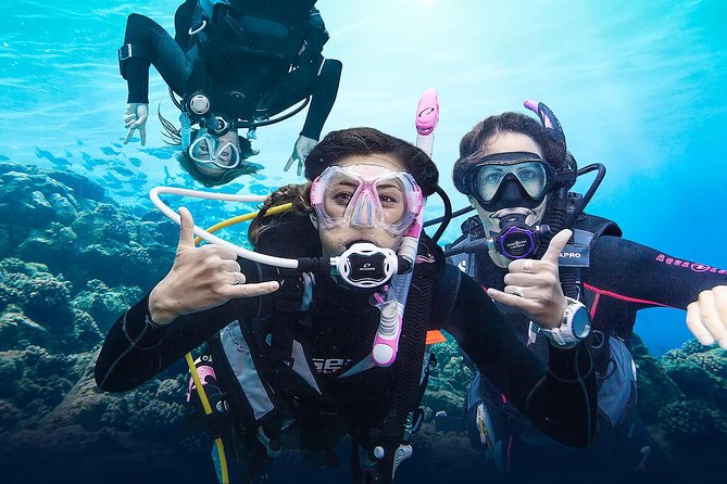 Diving for Certified Divers, 2 Tanks Sosúa Bay - Two underwater sites from Sosúa Bay